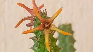 Echidnopsis montana