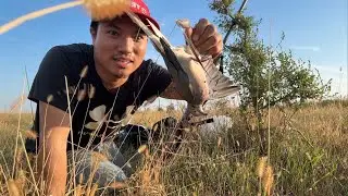 2025 south Dakota  dove 🕊️  hunting in public land
