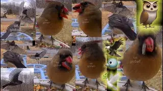 Red lipstick | fight #birds #food #style @sstgloball
