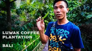 Luwak Coffee Plantation Tour | Bali Coffee