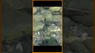 the Caddisfly in the Ceronda stream#shorts
