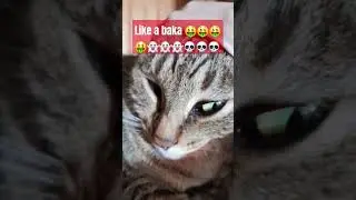 You kinda smell... #meme#viral#funny#cat#cats#xd#wtf#trend