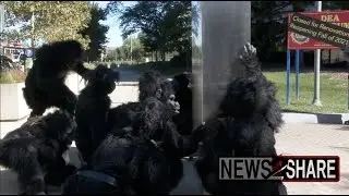 Activists dressed as apes erect 2000-pound monolith at DEA HQ to protest drug war
