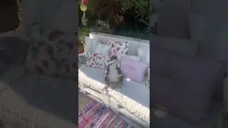 Cat Sleeping On Its Back Worry Free