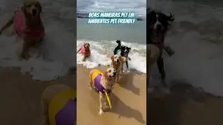 Vivendo com Pet em lugares Pet Friendly: dicas de boas maneiras