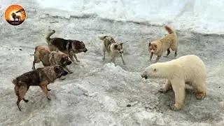Ruthless Encounter of the Arctic&rsquo;s Apex Predator in the Frozen Wild | Wild Animals