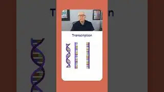 Transcription is the prescription for making a protein. Can't clone without it!