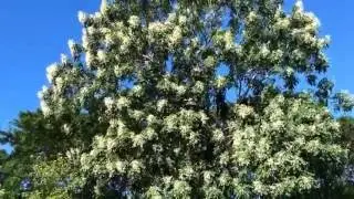 Millingtonia hortensis (индийское пробковое дерево) Поннага, Аакаш Малли