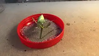 Fed praying mantis that injured when molting (Left limb disability) / 人工餵食差點因脫殼失敗而死亡的螳螂(左前足失能)