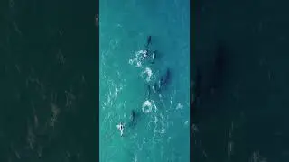 9 Humpback whale in one shot, How incredible is that  #australia #whale #ocean