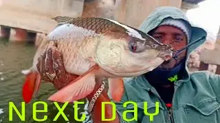Best Fishing Video 2022 || Rohu Fishing How To play Three Hook fishing