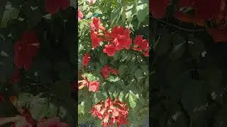 #3 CAMPSIS RADICANS /Кампсис укорінливий&nbsp;/ КАМПСИС УКОРЕНЯЮЩИЙСЯ #garden #plants #gardening #nature