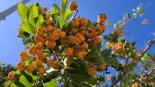 קופניון אנקרדי עם פירות כדוריים כתומים Cupaniopsis anacardioides