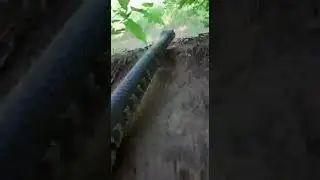 Snake Mini Camera Test 😱 See What It Captures Up Close #snakecamera #minicam #wildlife