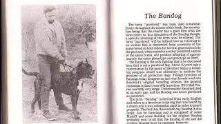 THE MASTER OF ALL BULLDOGS SAID THE TRUTH ABOUT AMERICAN BANDOG MASTIFFS.