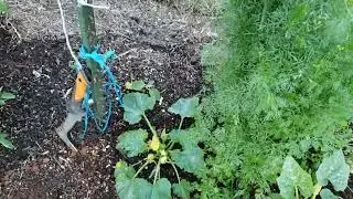 2020 Spring Garden start