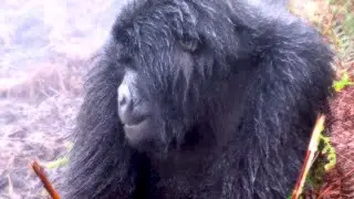 Rwanda's Mountain Gorillas are Precious, and Living in the Virunga Mountains