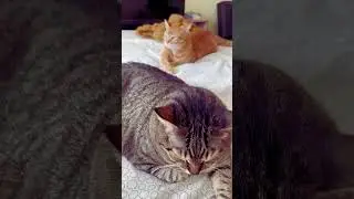 Милые и забавные коты #476 #cat #веселыекоты #animallover #веселыекоты #cute #видосыоткота #kitten