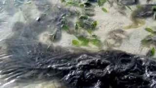 A Blooming good film about Roebuck Bay