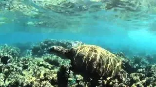 Makana Charters Na Pali Coast Boat Tours