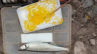 pesca de pejerrey chileno. sexta regi&oacute;n