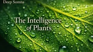 The Secret Intelligence of Plants &mdash; Gentle Science Documentary for Sleep