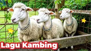 KAMBING , SAPI , LUCU KAMBING VS MANUSIA , SAPI LUCU NAIK TRUK , KAMBING ETAWA KALIGESING SAPI BESAR