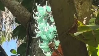 Gardens of sleeping giant in Fiji