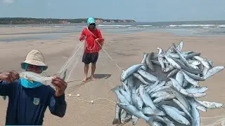 Puxada da Tainha no Genipaúba: Emoção na Rede!#tainhas#pescaria #fishing #natureza 