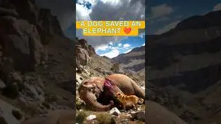A Loyal Dog Saved an Injured Elephant ❤️🐶🐘 | Animal Story #shorts
