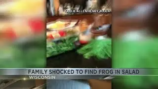 frog in salad