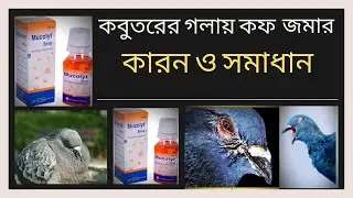 কবুতরের গলায় কফ জমার কারন ও সমাধান জেনে নিন  || Pigeon Cold Disease & Solution || Mucolyte Syrup ||