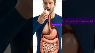 What Happens Inside Your Stomach When You Eat Garlic | 3D Realistic Animation