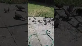 Lots of Bird in the backyard