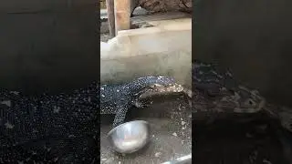 Feeding Cookies the Asian water monitor (varanus nuchalis)