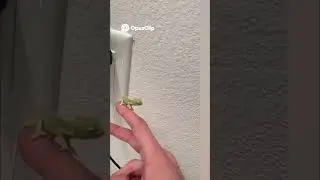 'Safety First' Pets Go VIRAL  Hilarious Cage, Outlet & Gate Fails! #animalshorts #animal #animallif