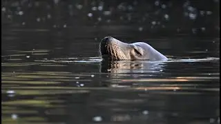 The Curious Californian Sealion