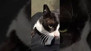 si manis...