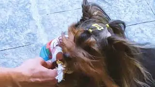 Brinquedos Pel&uacute;cia Petiko