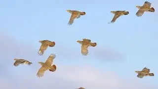 Chasse aux perdreaux en battue - Chasse HD
