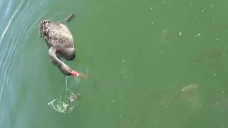 Hope Island - Black Swan