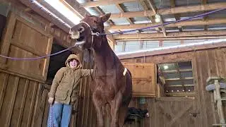 4 minutes of massage therapy releases with Johnny B Good | equine massage