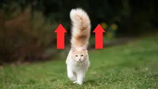 Why Does My Cat Raise Their Butt When I Pet Them? #Shorts