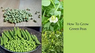 How to grow green peas from dry green peas 