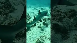 disturbing shark #shark #please_like_share_and_comment #scubadiving #micronesia #underwater #palau
