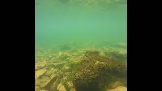 #kolpa #kolparaft Kolparaft 🌊 - Skender (2021) #holiday