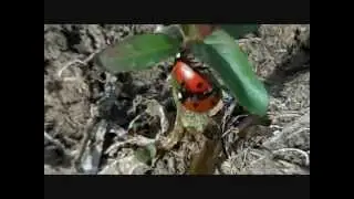 Ladybirds & The Bees (44)