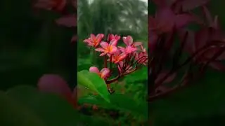 bristi bosonto.. #trending #shorts #nature #music
