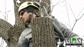M&M Tree Services (Low Impact Removal)