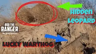 Leopard Waiting For A Warthog | African Safari Sighting